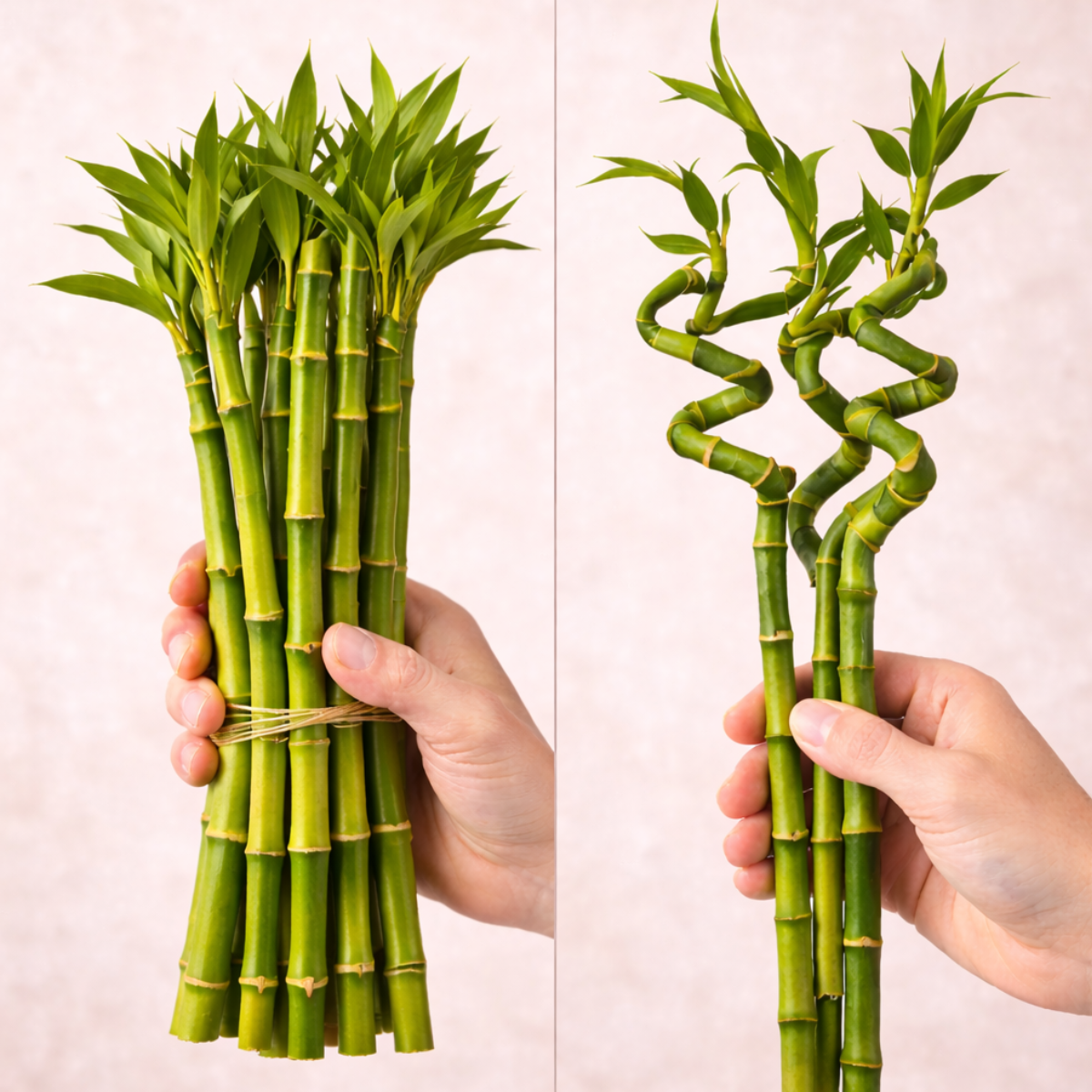 Pick Stalks